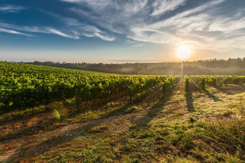 Vineyard landscape at sunrise with rows of grapevines and clear sky.